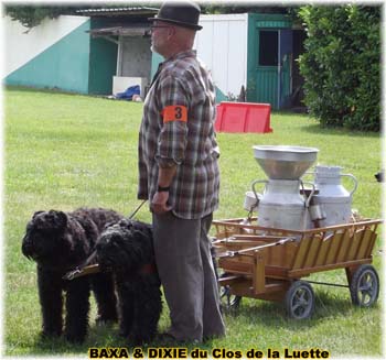 Bouvier des Flandres copyright Elevage du Clos de la Luette